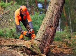 How Our Tree Care Process Works  in  Oakwood, GA