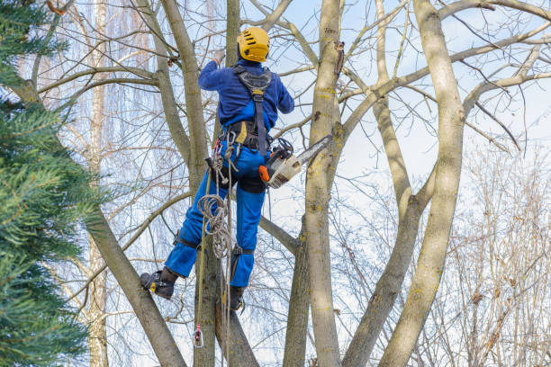 Best Utility Line Clearance  in Oakwood, GA