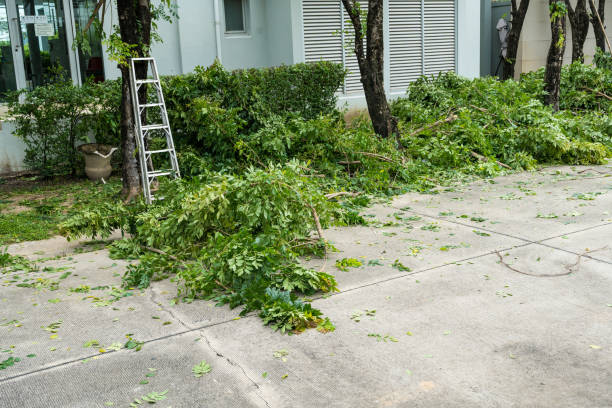 Leaf Removal in Oakwood, GA